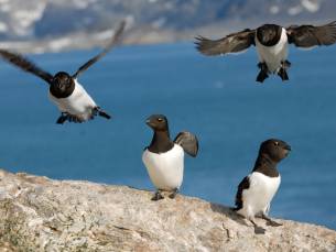 Nordspitzbergen, Arktischer Frühling - Vogelbeobachtung