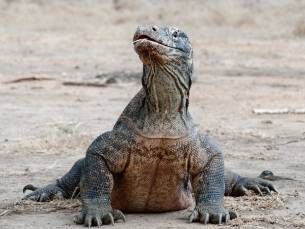 Best Deal Komodo draken en magisch Bali