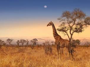 Ultimate Safari Experience - Sefapane Lodge