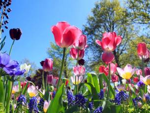Overnacht in het stijlvolle 4*-Crowne Plaza in D&uuml;sseldorf incl. uitgebreid ontbijt &eacute;n toegang tot de kleurrijke Landesgartenschau 2026!
