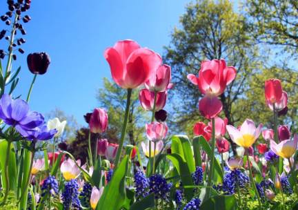Overnacht in het stijlvolle 4*-Crowne Plaza in D&uuml;sseldorf incl. uitgebreid ontbijt &eacute;n toegang tot de kleurrijke Landesgartenschau 2026!