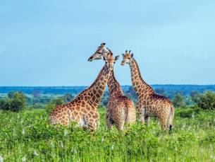 Best Deal Zuid-Afrikaanse Pracht en Mauritius