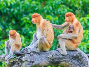 Bako National Park
