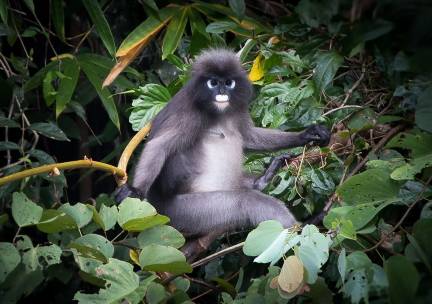 Natuurlijk Thailand