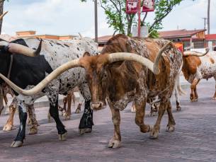 Texas op het gemak