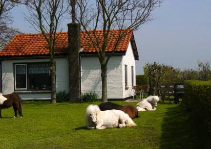Langsteert