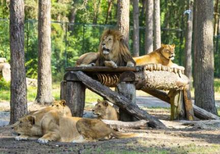Pure ontspanning: jouw vakantie op de Lüneburger Heide