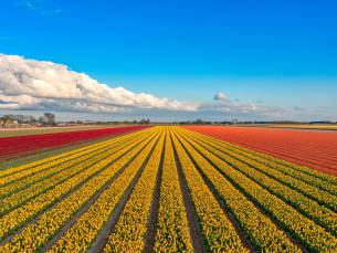 Fietscruise voorjaarstour tulpen en Nederlands erfgoed met De Holland