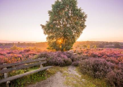 Verblijf in het hart van de Veluwe in Beekbergen o.b.v. halfpension