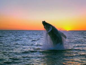 Whales, Bears and Vancouver Island