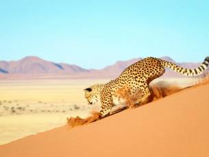De Diamanten van Namibi&euml; en Zuid-Afrika