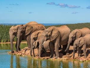 Familiereis Zuid-Afrika: Big Five & walvissen