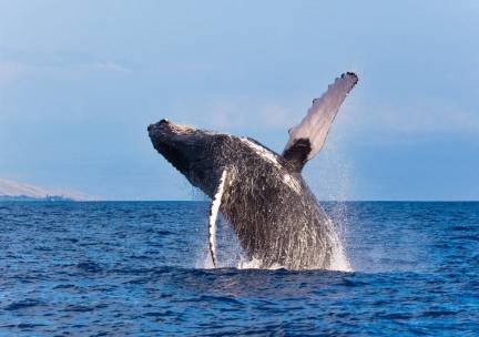 Walvissen in Hermanus