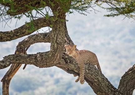 Grand Tour van Krater tot Eindeloze Savannes Superior