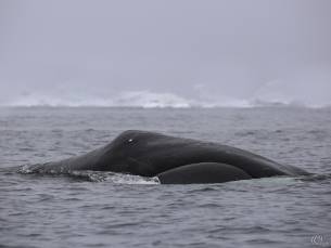 Nordspitzbergen - Auf der Suche nach dem Grönlandwal