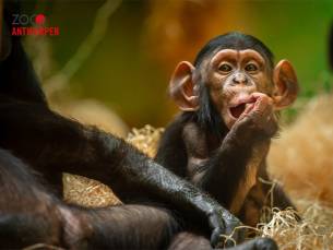 Entree ZOO Antwerpen