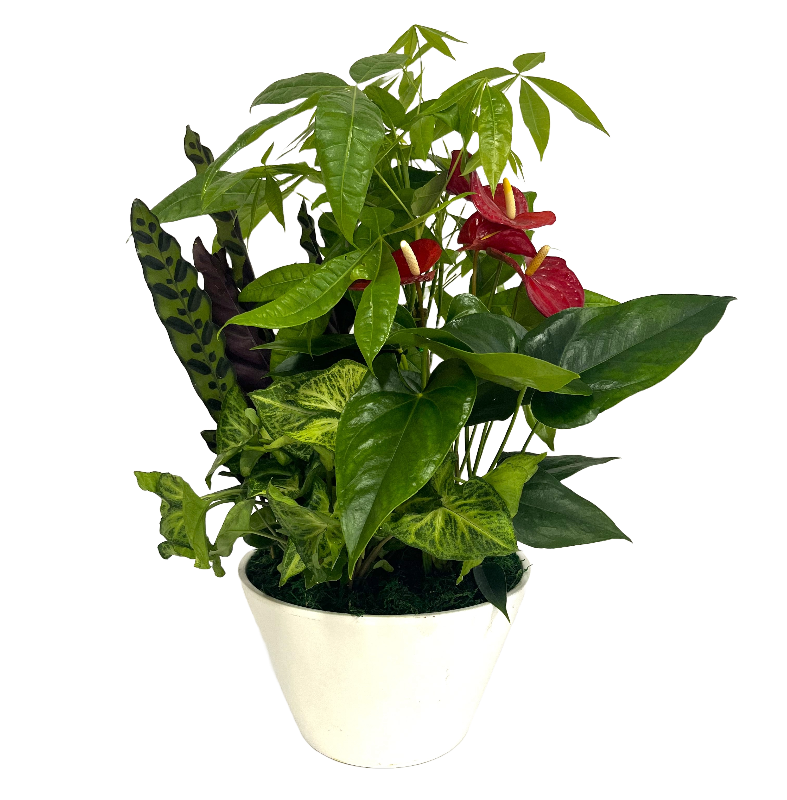 Composizione mix 4 piante verdi su vaso ceramica