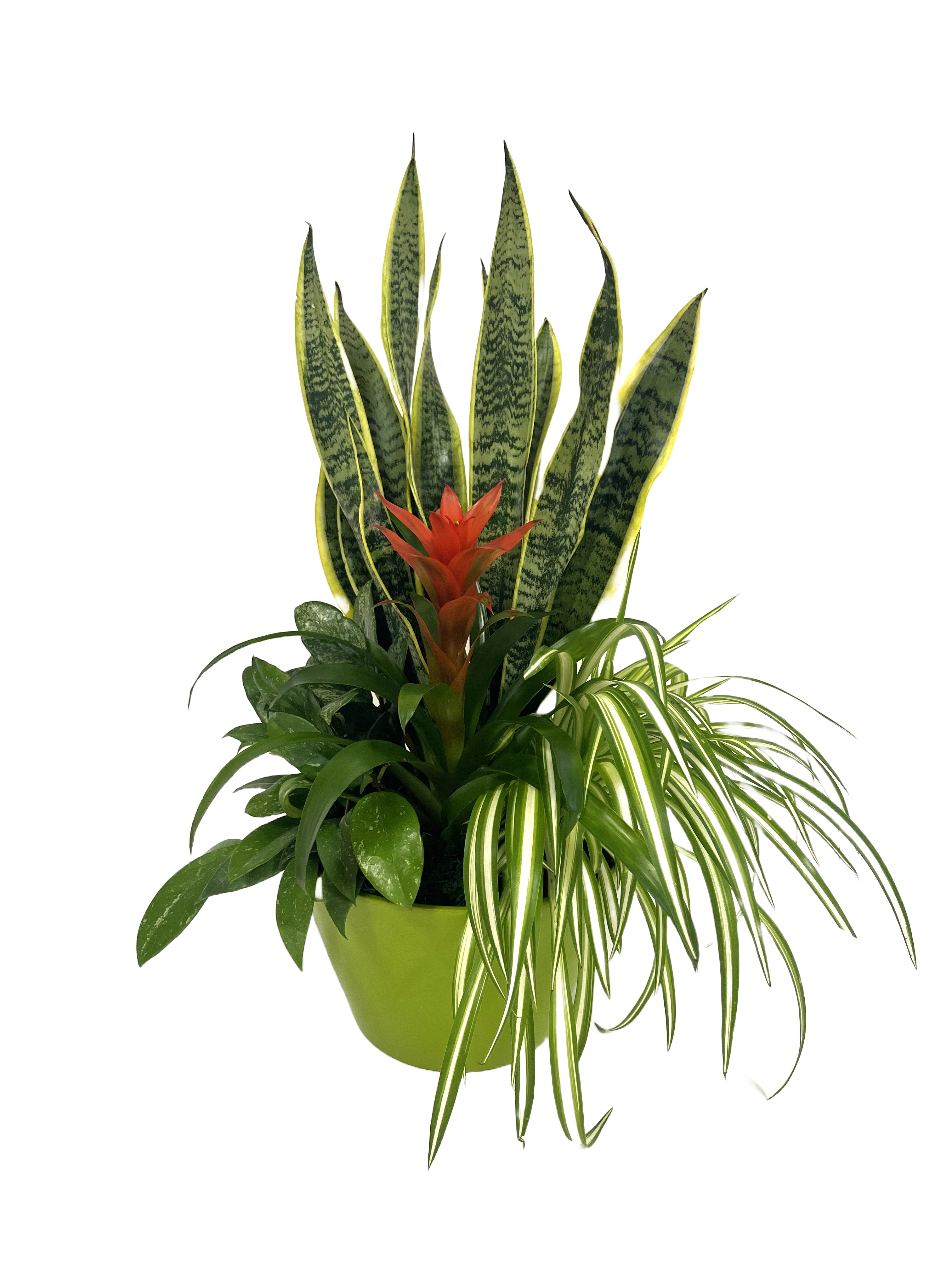 Composizione mix 4 piante verdi su vaso ceramica