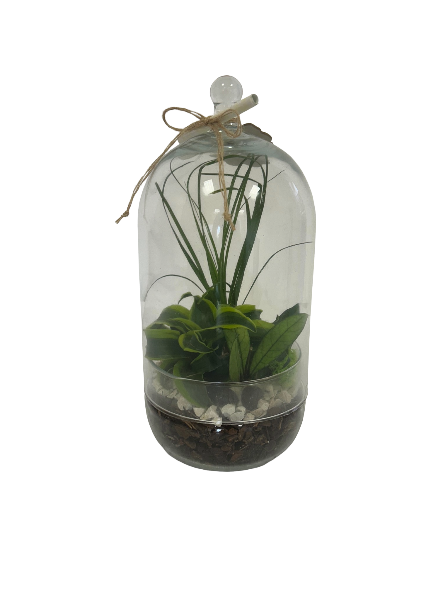 Terrarium - 3 piante - in bottiglia di vetro a campana
