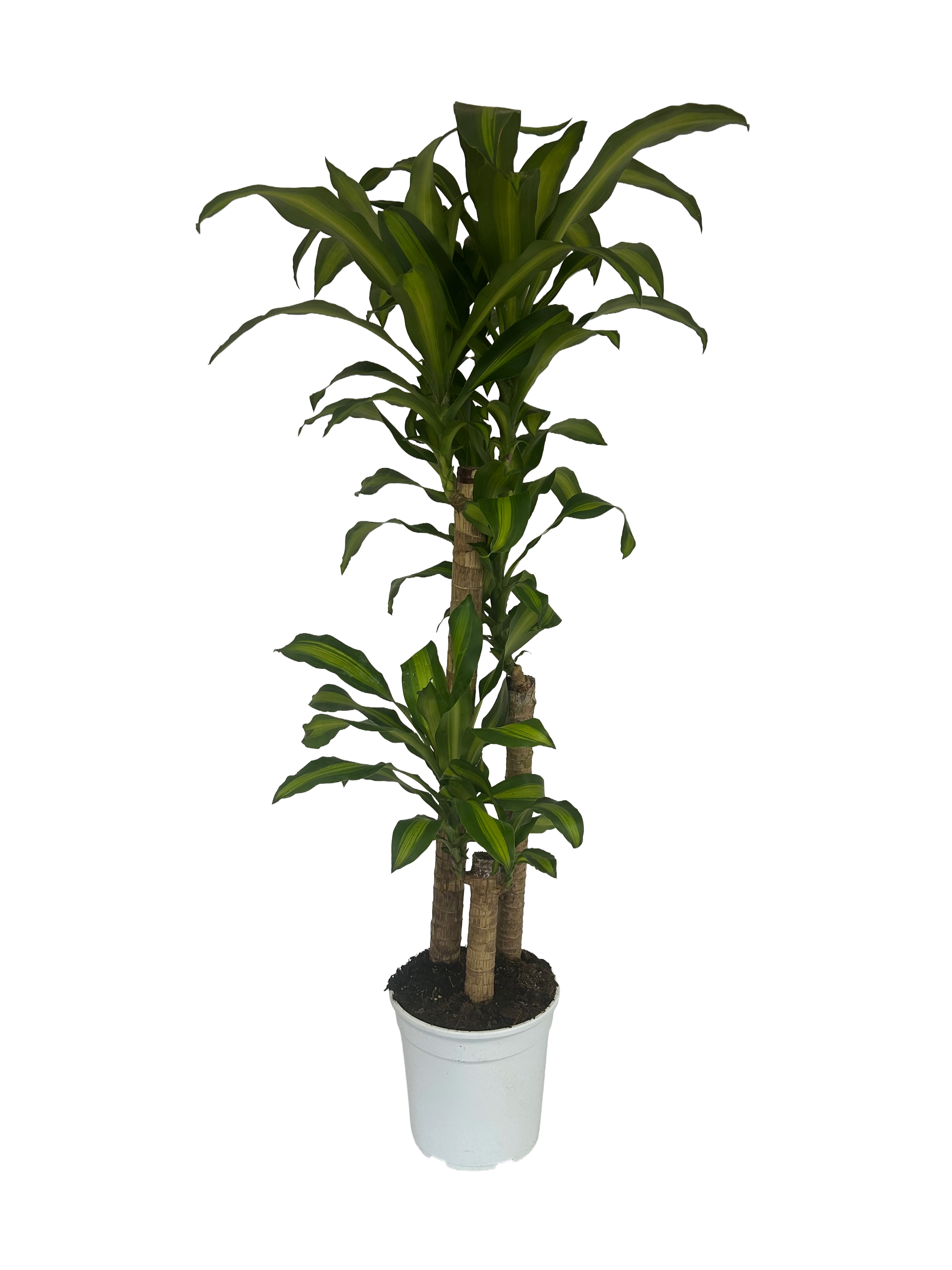 Tronco Dracaena Massangeana - 3 piante - in vaso diam.27 cm
