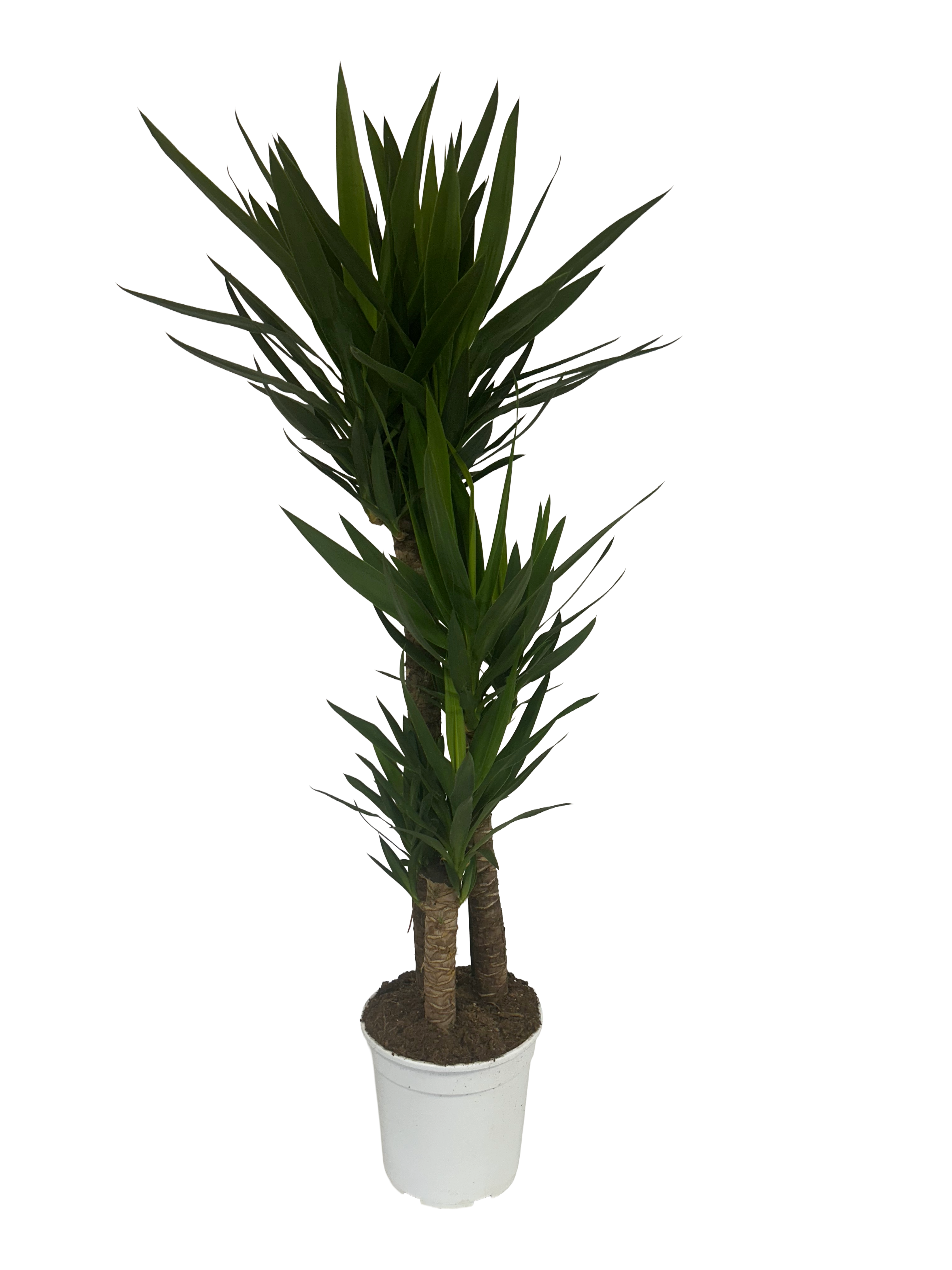 Tronco Yucca - 3 piante - in vaso diam.27 cm