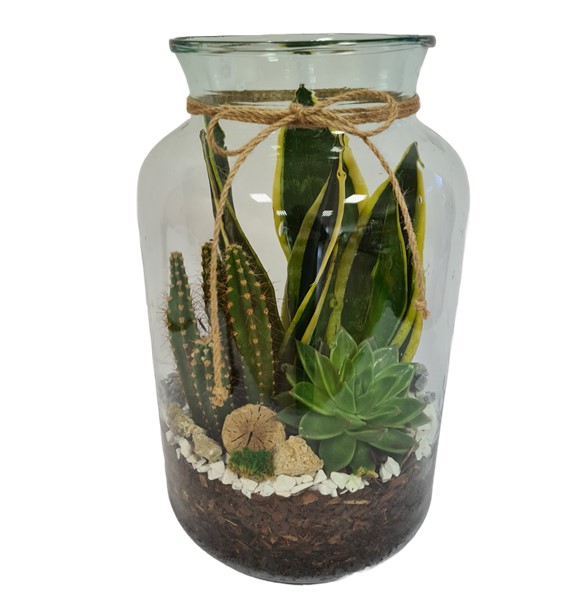 Terrarium - 3 piante - in bottiglia di vetro