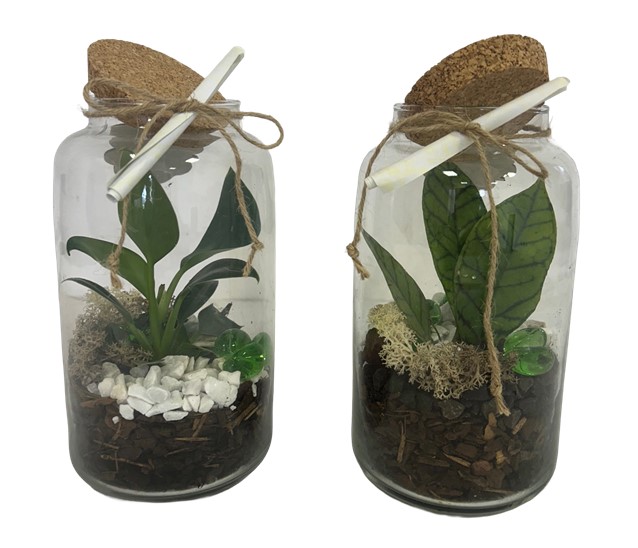 Terrarium - 1 pianta - in bottiglia di vetro
