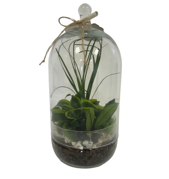 Terrarium - 3 piante - in bottiglia di vetro a campana