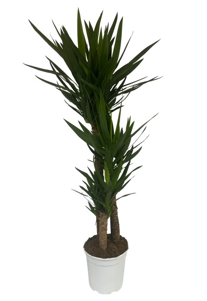 Tronco Yucca - 3 piante - in vaso diam.27 cm