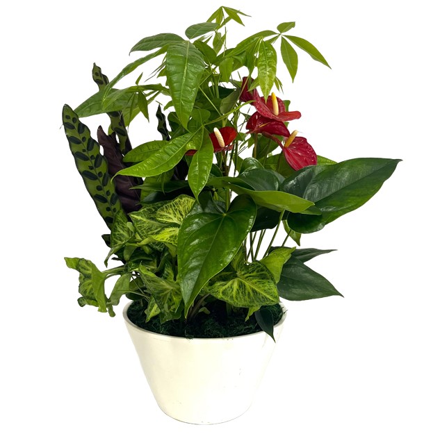 Composizione mix 4 piante verdi su vaso ceramica