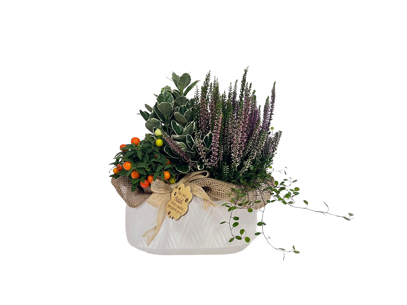 Composizione di quattro piante da esterno su vaso ovale di ceramica bianca decorata
