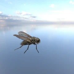 cluster fly M