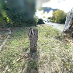 racoonfamily