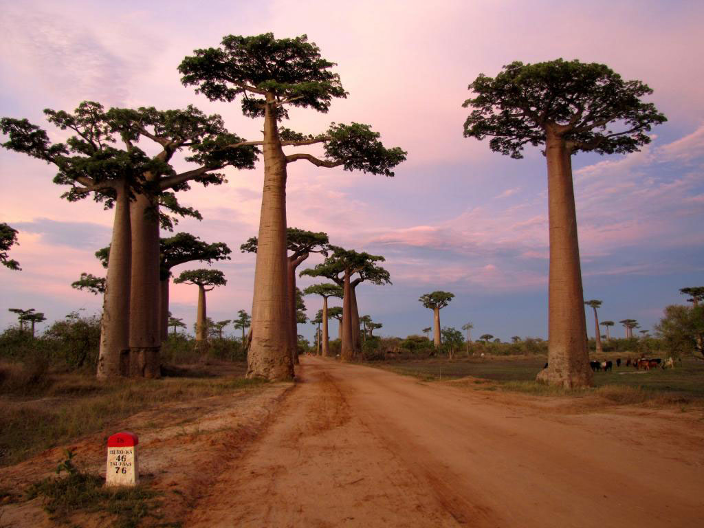 l-allee-des-baobabs...