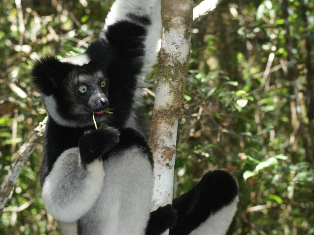 indri andasibe.jpg