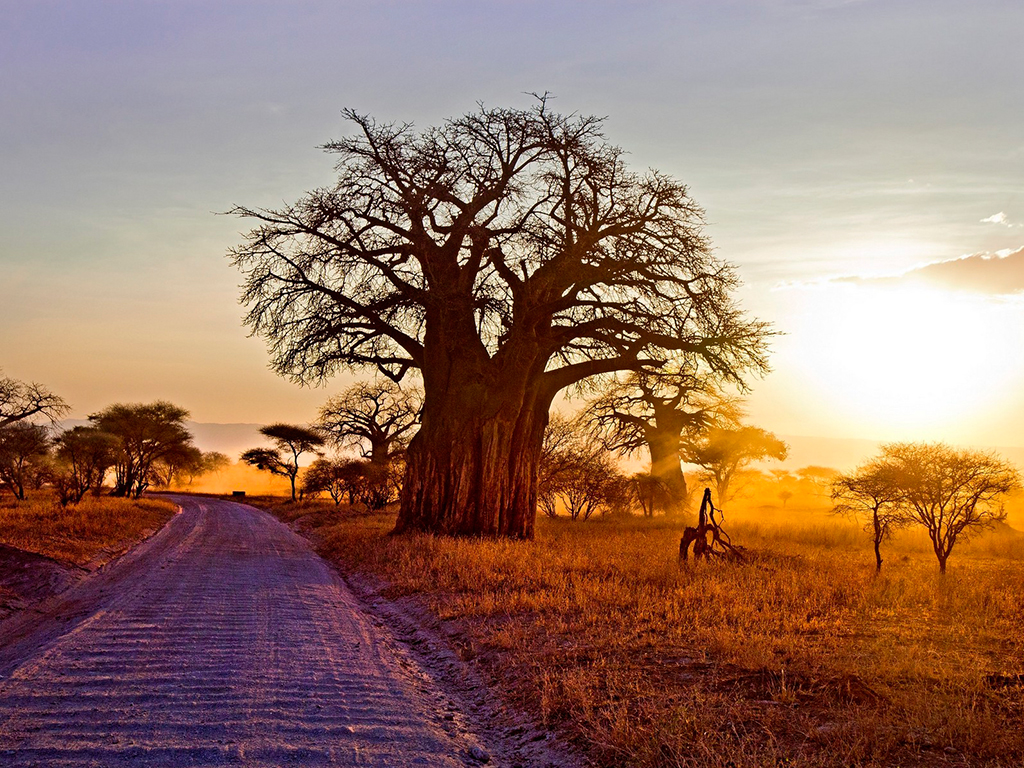 Baobab.jpg