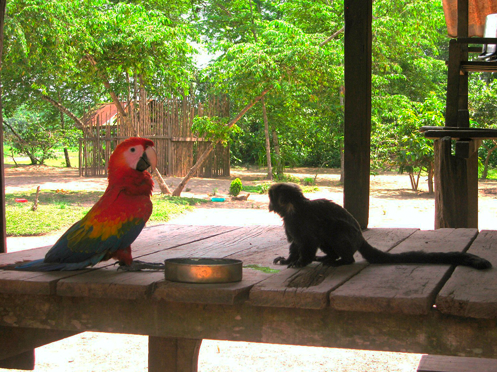 Amazonas peruano 4.jpg