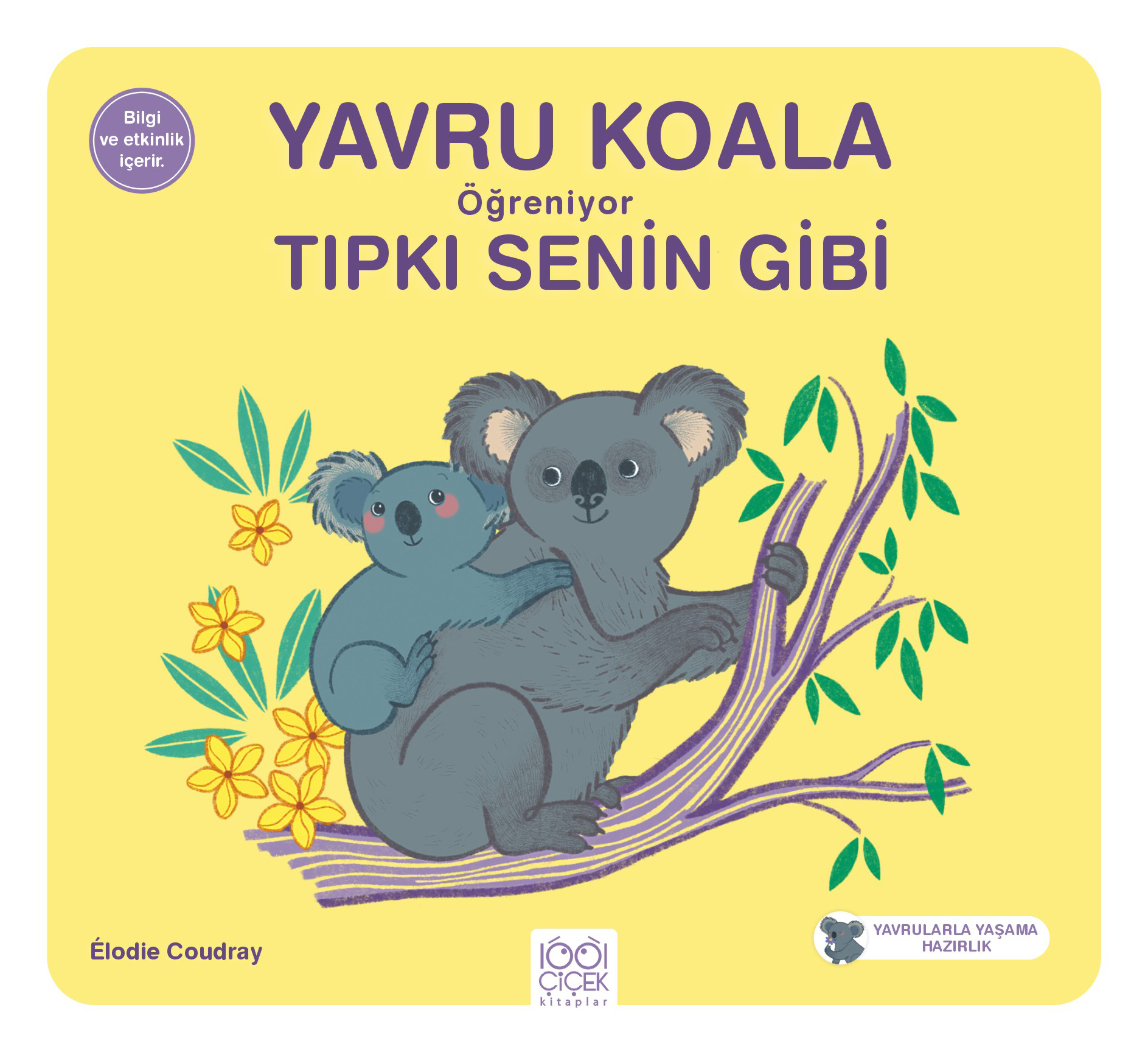 Yavru Koala Öğreniyor Tıpkı Senin Gibi
