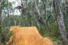 Scott Greentree Gallery Will Gunn Blue Mountains Turndown