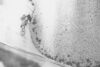 Diogo Wallride Leak
