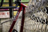 LIL Jeff region red fence CM