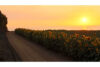 Matt Cordova Gallery Sunset