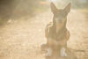 Sergio Layos Fly Setups Dig Bmx Dog