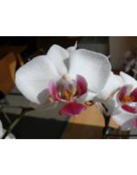 Dr. med. Angelika Hild-Schmidt