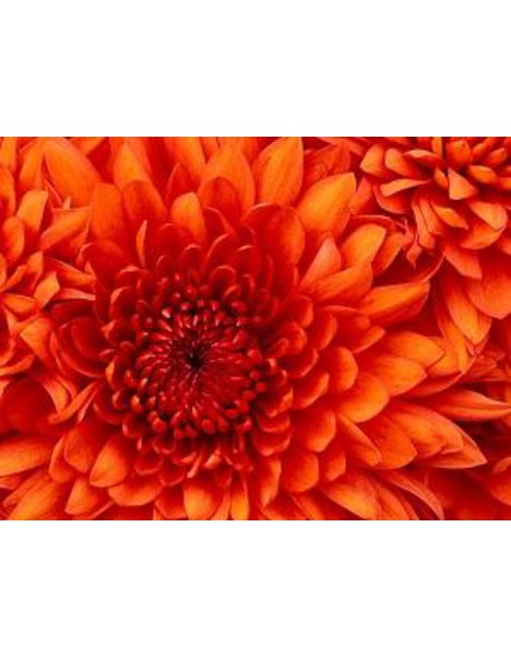 Dr. med. Hanke Frackenpohl