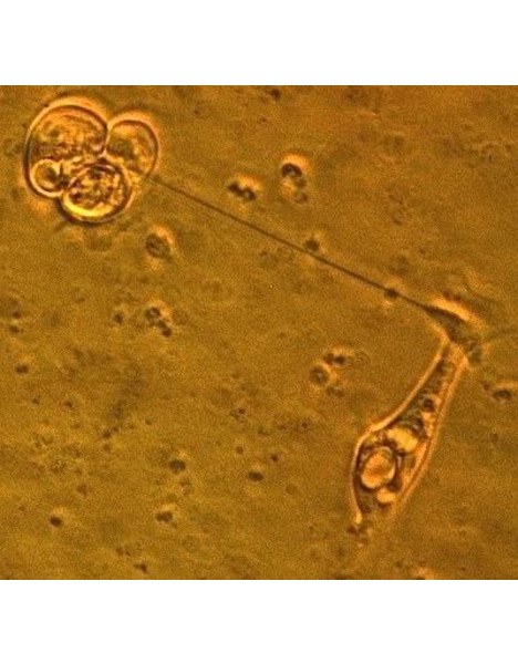 Dr. Kübler GmbH Tagesklinik