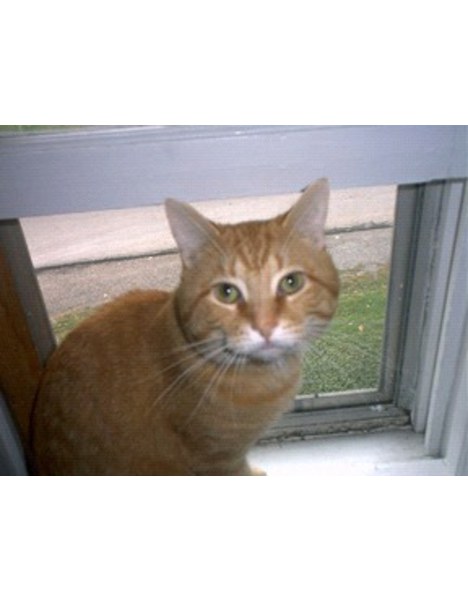 Profesor (Univ. Sevilla) Priv.-Doz. Dr. med. dent. Bernd Niederhagen