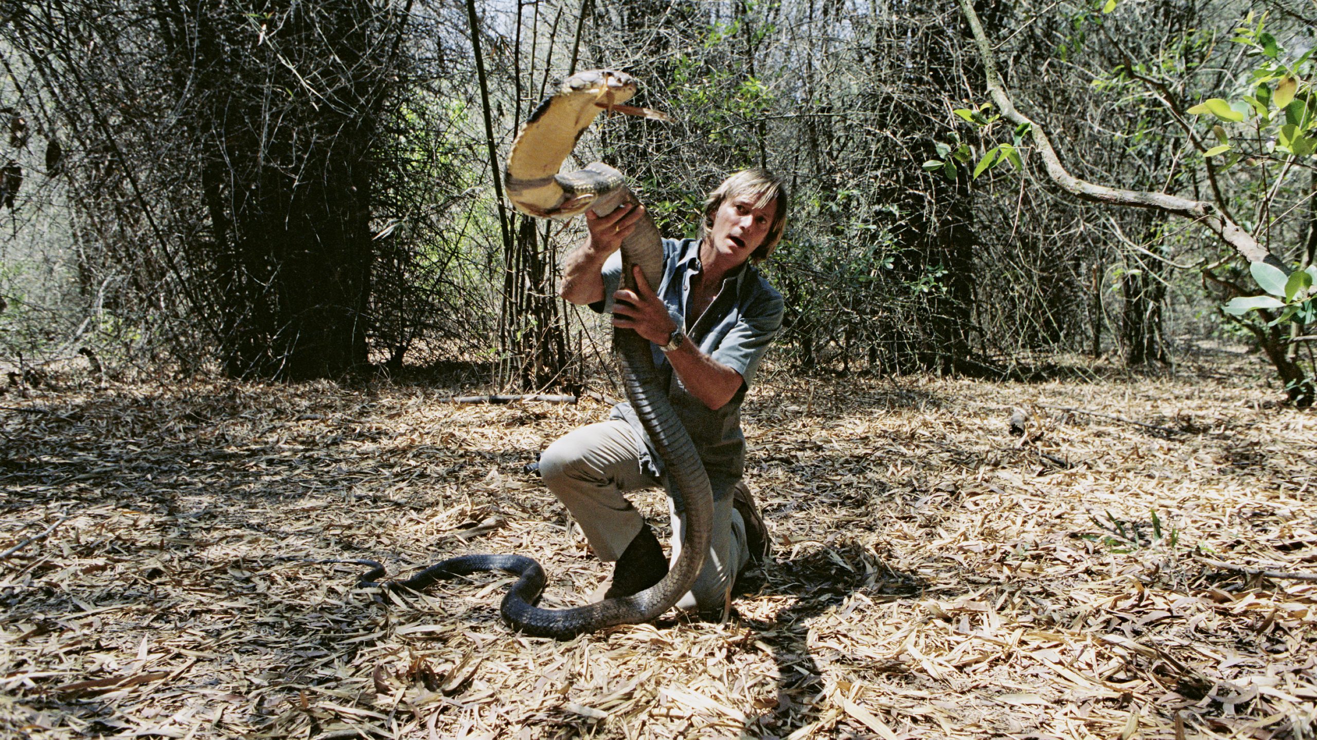 In Search Of The King Cobra Discovery UK