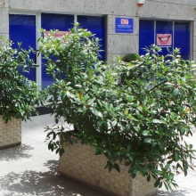 Ingrandire l'immagine: Ugo Riccardo Marini, dentista Milano