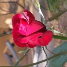 Acercar imagen: Verónica Villagra Sila, Neurólogo Arequipa